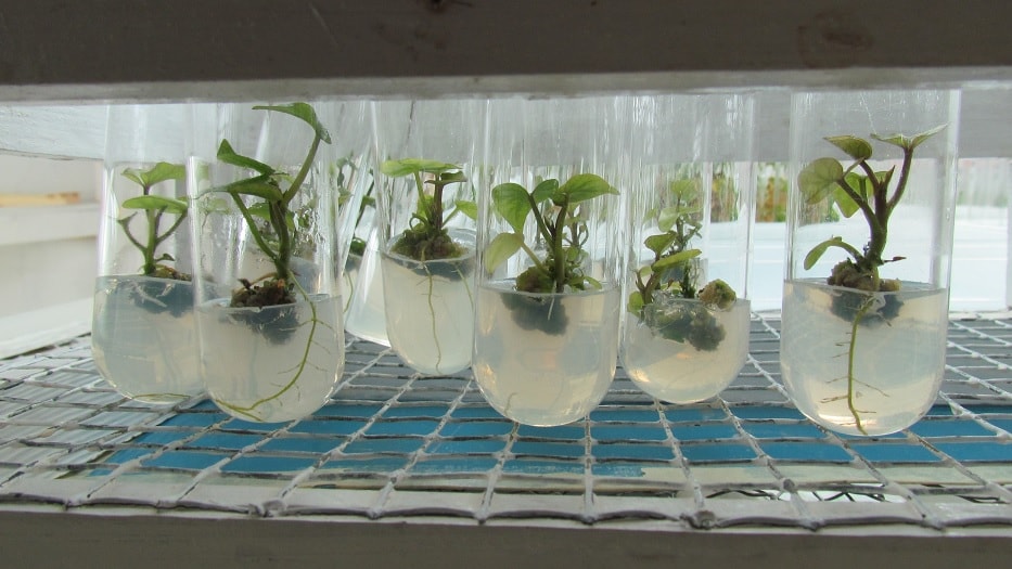 Plantación in vitro de plantas