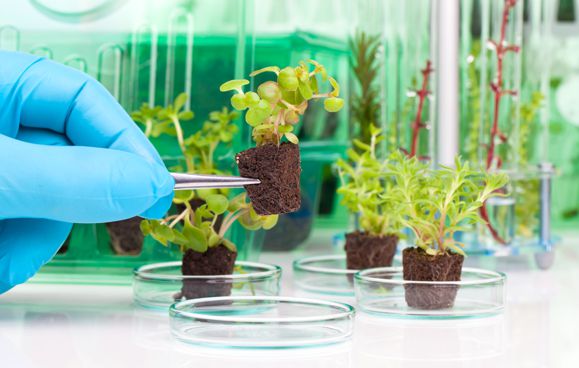 plantas en vitro
