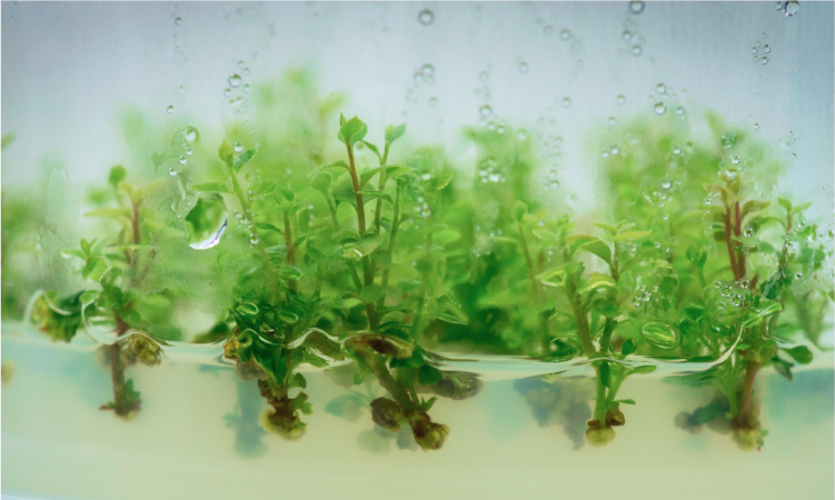 Cultivo de plantas in vitro en laboratorio
